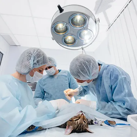 Veterinary Surgery