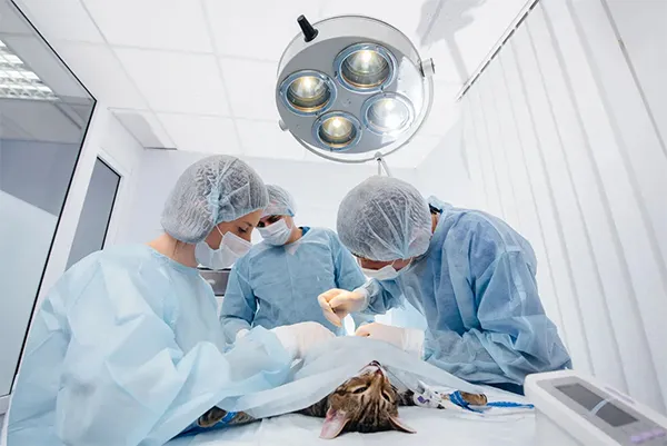 Wound Closure Products for Veterinary Surgery
